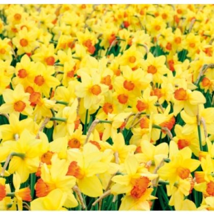 Difficult_Daffodils_Maxi.jpg