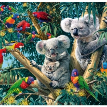 Koala_Outback_Maxi.jpg